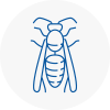 Swanscombe Wasp Nest Removal